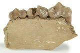 Fossil Early Ungulate (Dremotherium) Jaw - France #218512-1